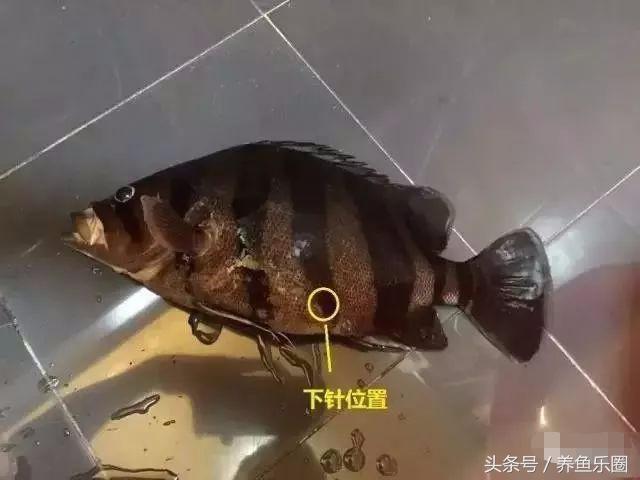 虎鱼一般都会得什么病,虎鱼常见的疾病有哪些