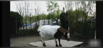 世界杯来啦,这些动物也会踢足球,个个技术高超!