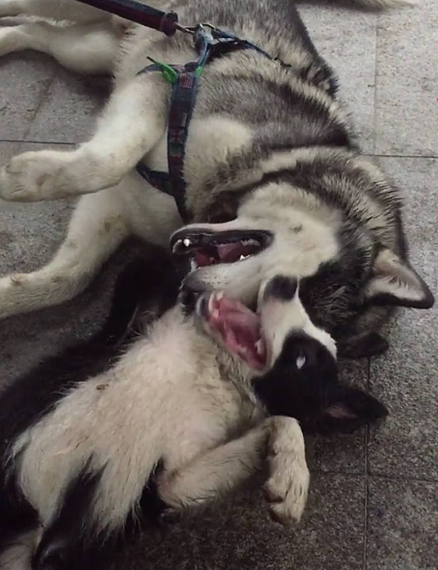 边牧一脸嫌弃看二哈啃仙人掌,边牧专治二哈