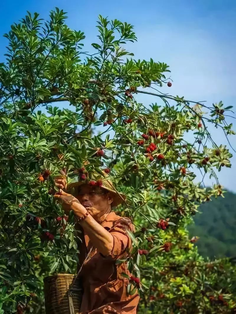 这座跟着周杰伦空降热搜的杨梅味小城,休渔期也能让你吃得满嘴鲜