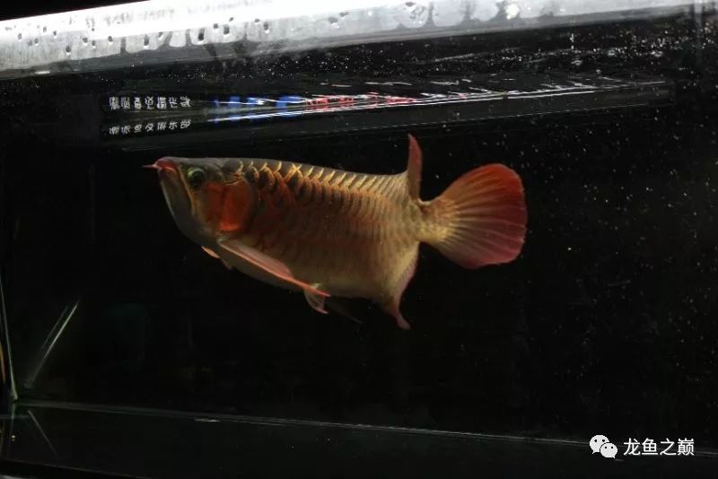 28-30公分龙鱼怎么喂养,龙鱼喂食能混合么