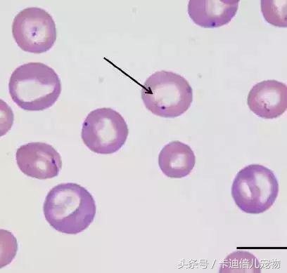 巴贝斯焦虫的终末宿主,巴贝斯焦虫病能扛过去吗