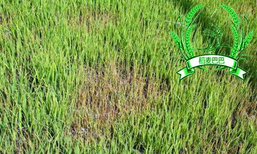 稻苗青枯立枯病怎么回事,水稻立枯病的防治方法是哪种