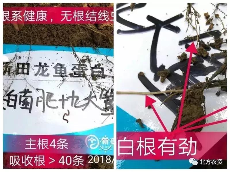 种植番石榴能赚到钱吗,种植番石榴一亩挣多少钱