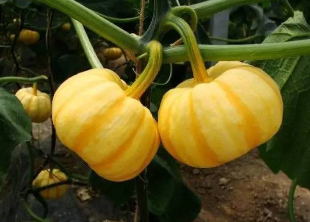 吃泰国的小榴莲,正宗泰国榴莲味香蕉