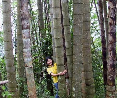一年四季都产笋的竹,什么竹子笋最高产