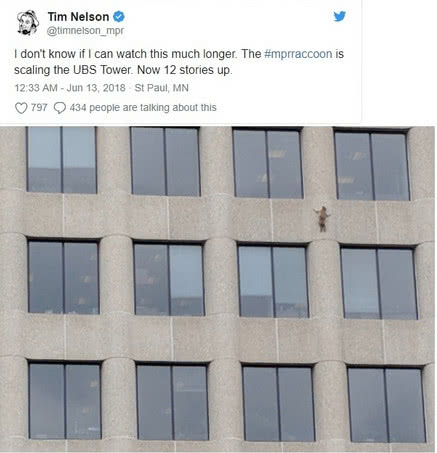 中国人民直播看熊猫，老美人民直播看浣熊！笑