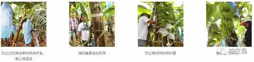 dole閮戒箰鏅哄埄瑗挎,dole閮戒箰闈掑矝