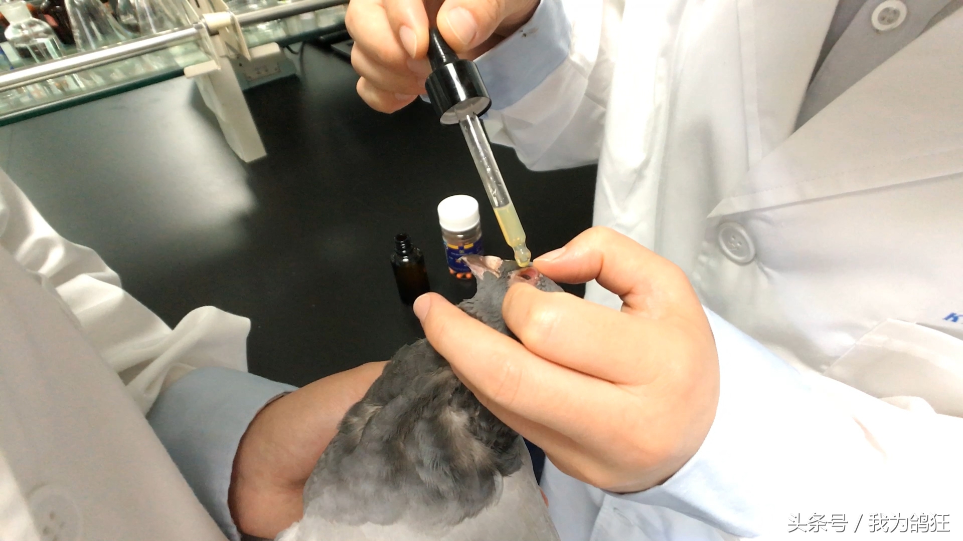 赛鸽医院专家三天治愈病幼鸽赛手重上赛场祝它赛场摘金夺银