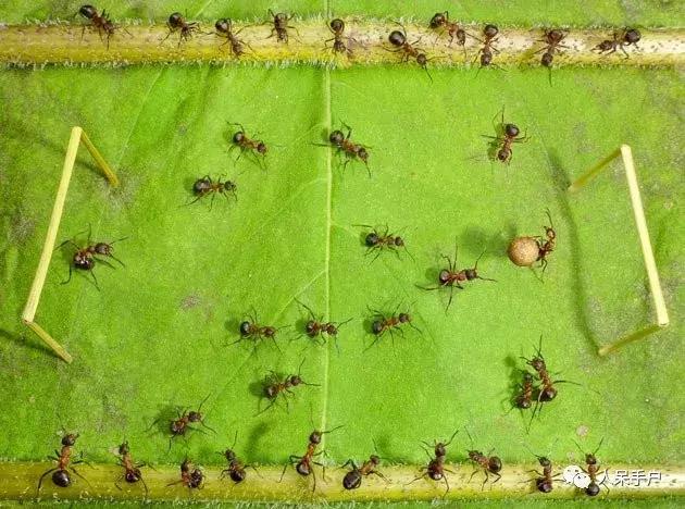 虫虫也能学会“踢球”，这难道是要参加世界杯的节奏？