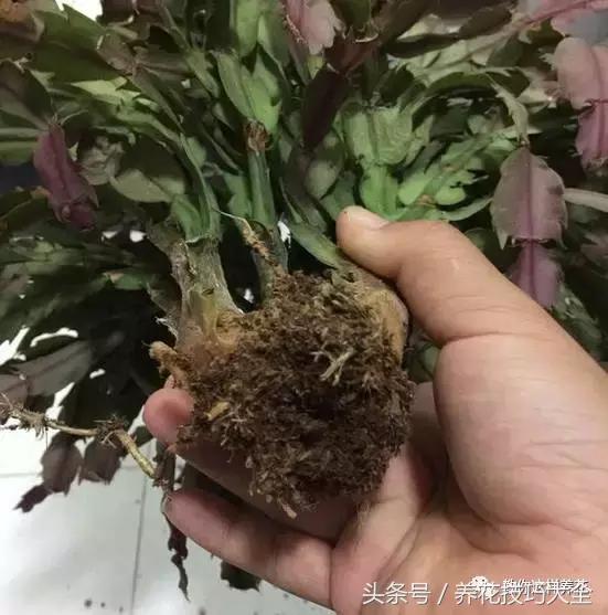 蟹爪兰长得好好的就断了怎么回事,蟹爪兰花谢了怎么处理才能复花
