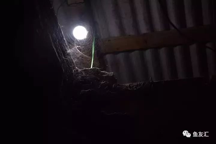 特隆贝塔如何饲养,特隆贝塔半皇与红彩区别