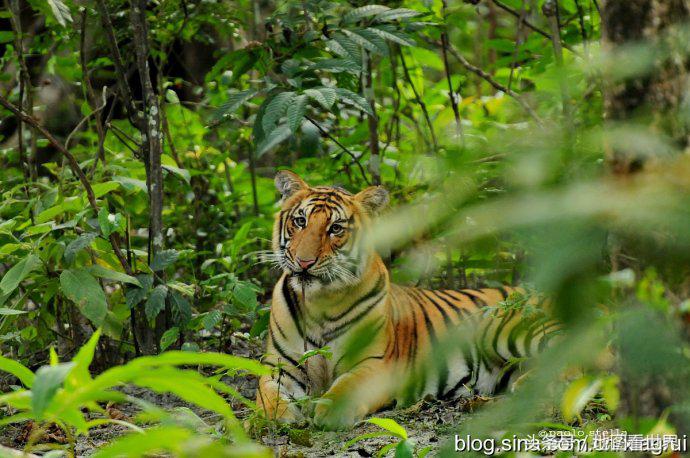 高山王国，千佛之国，佛教发源地，世界唯一非矩形*旗国**——尼泊尔