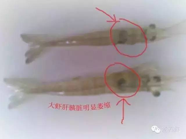 养虾人不能不知道的“肝萎缩”原因及解决方案!