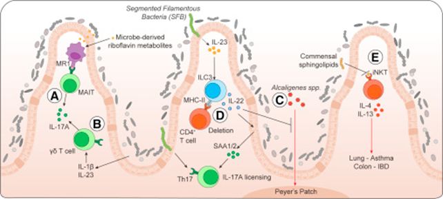 益生菌再认识，它是如何调节小儿免疫的？