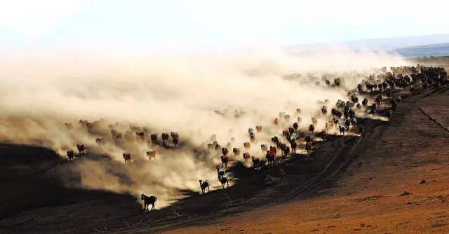 甘肃张掖军马场旅游 (张掖最好的军马场)