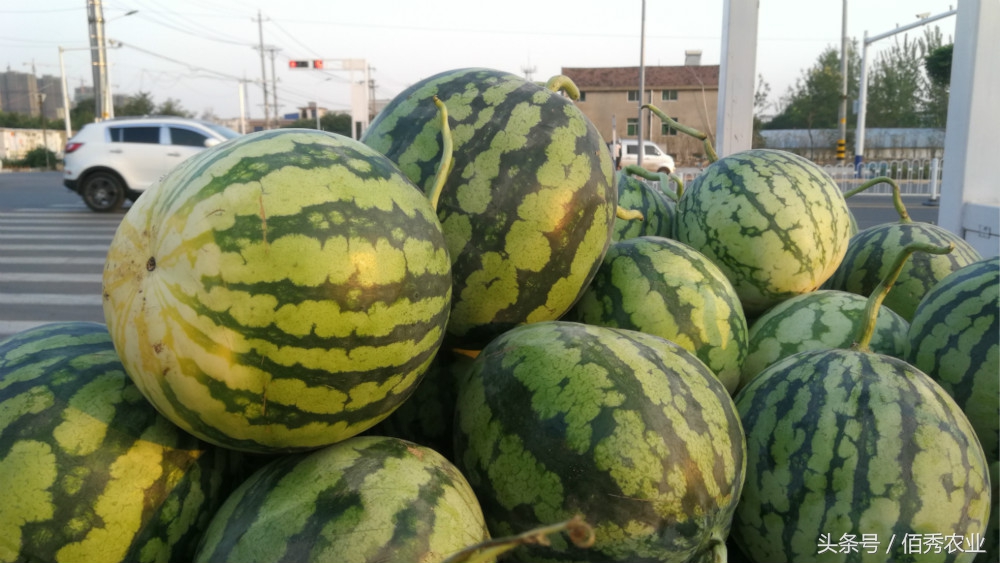 卖西瓜的一年挣三十万,小伙子卖西瓜一年赚100万