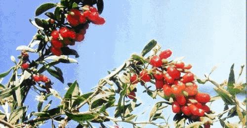 啤酒泡枸杞下一句是啥,为什么啤酒泡枸杞不醉人