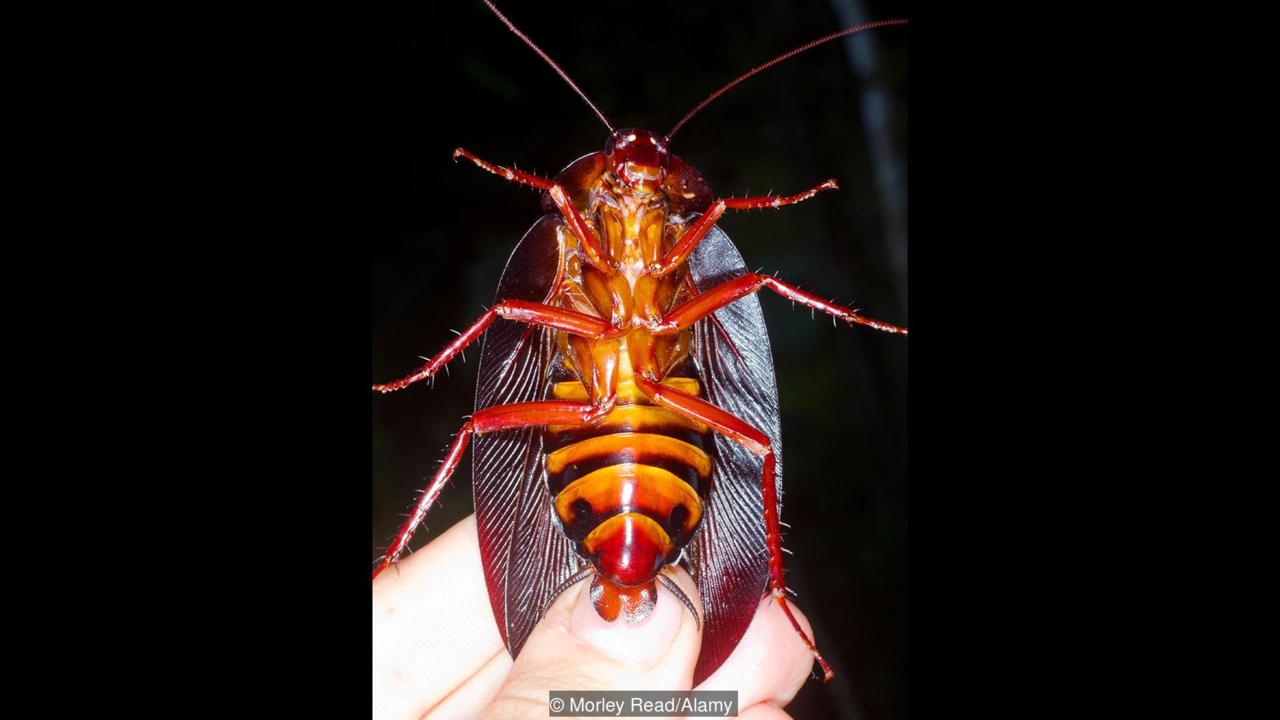 养殖10亿只蟑螂,四川成都蟑螂养殖基地