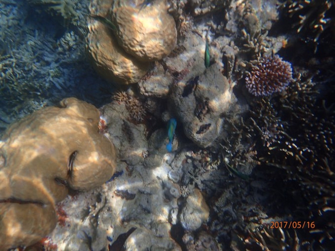 帕劳海底之旅,帕劳的海底