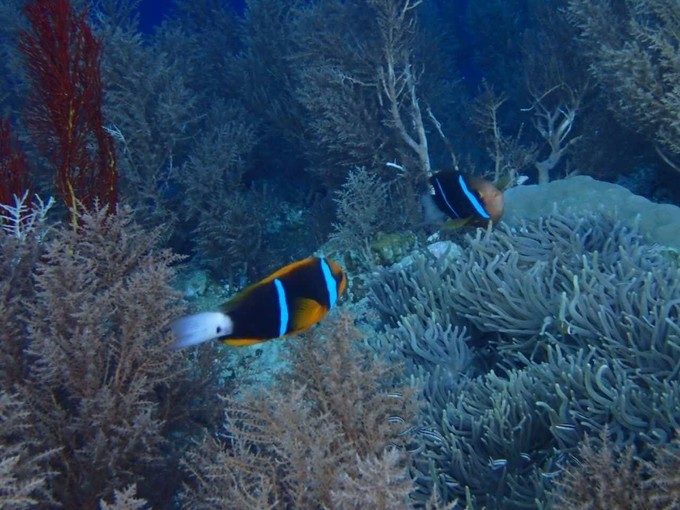 端午来这个绝美海岛,端午海岛游