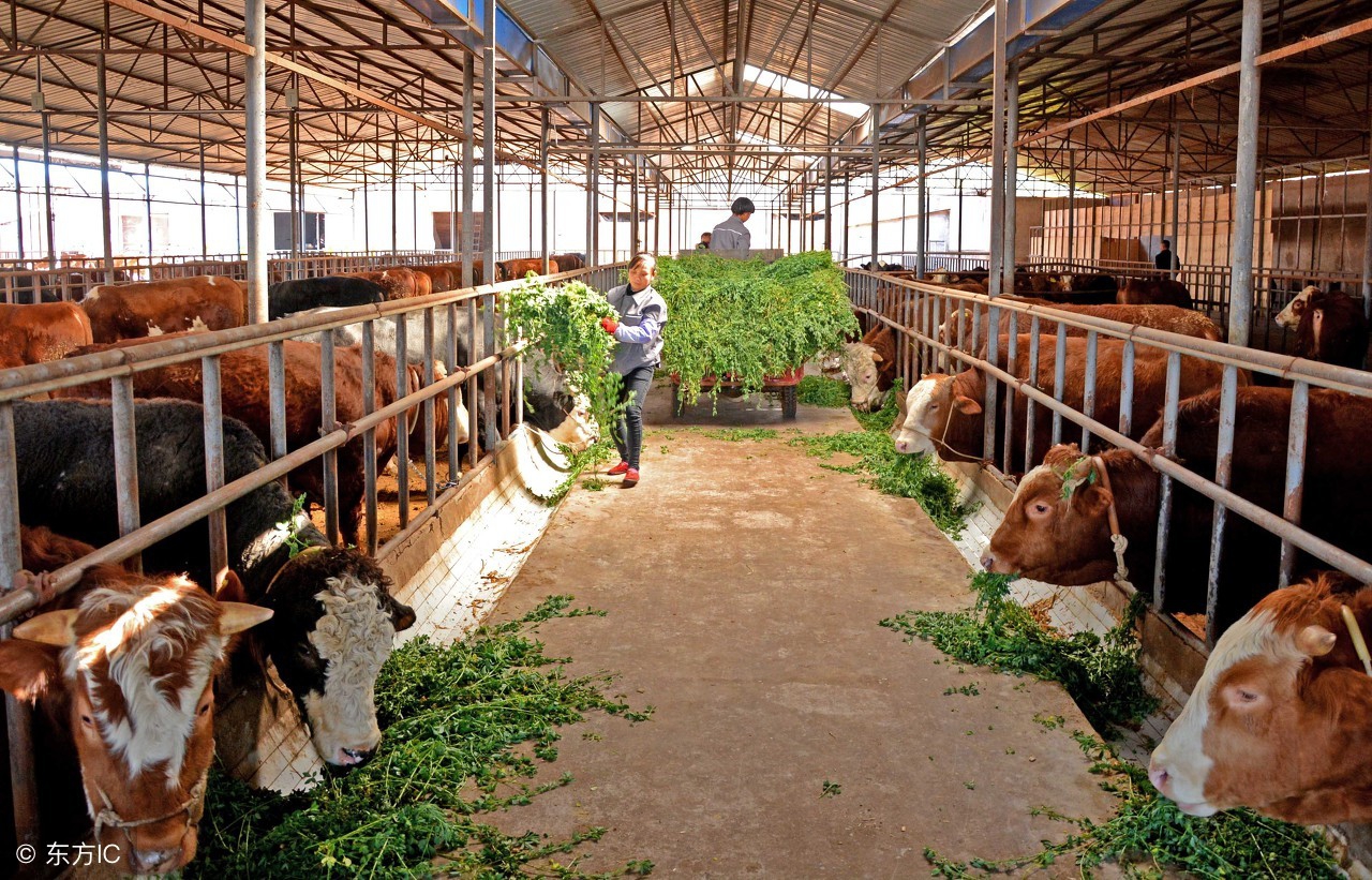 肉牛养殖什么最赚钱,肉牛行情不好时该如何养牛