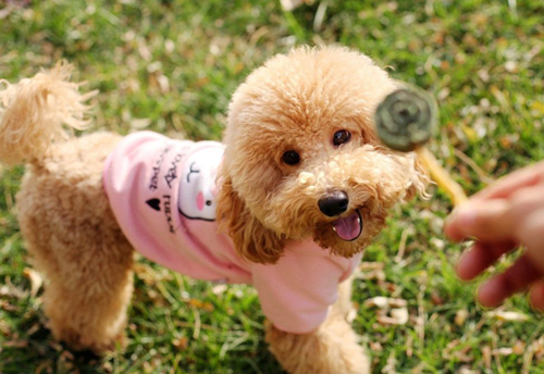 关于养泰迪狗的知识,都说养宠物的人情商高温柔体贴