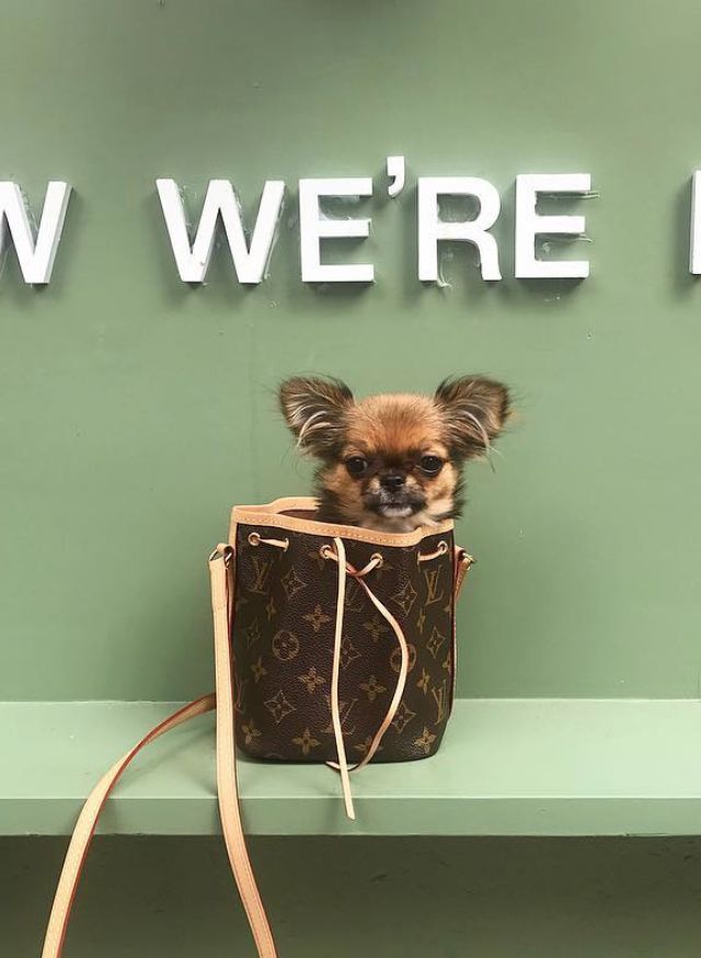 热巴的这只LV Nano Noé～落入凡间的精灵！抓住此包秒变小仙女！