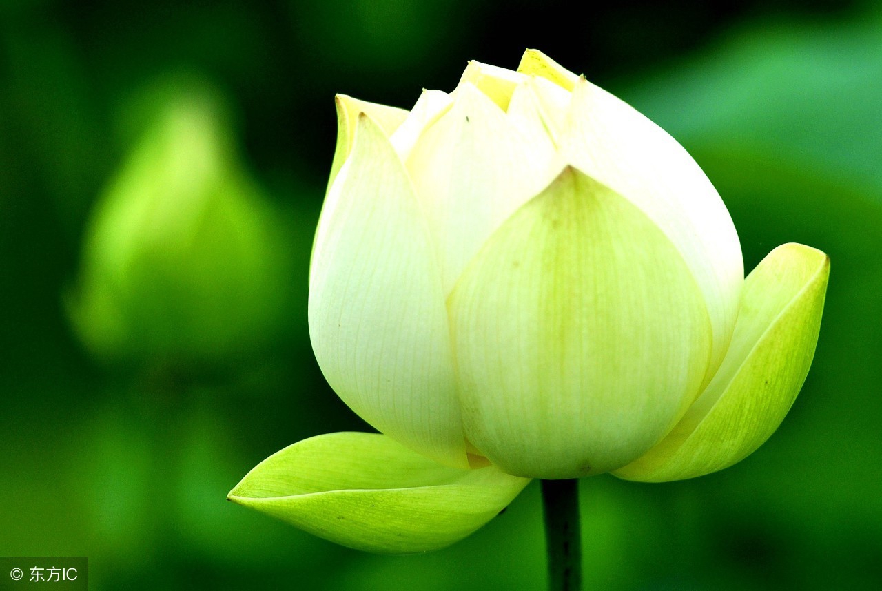 卜算子格律词林正韵,清莲文学社现代诗