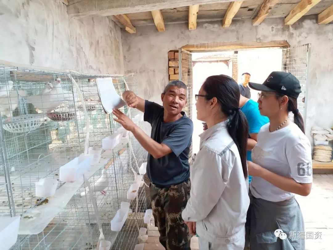 以鸽为梦助力脱贫,科学养鸡助力脱贫攻坚