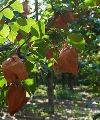 农村小伙卖大山土特产,山东农村小伙卖苹果