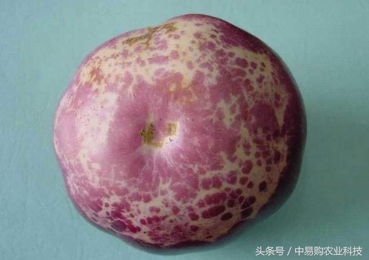 三农资讯：茄子着色差可咋办？别慌，三个建议看完就会解决！