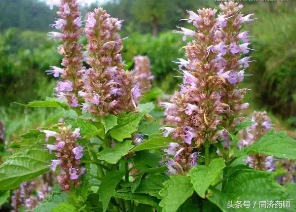 藿香正气水治湿气有用吗,藿香正气水治风寒还治风热