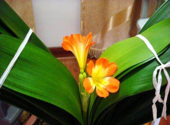 君子兰的叶子为什么卷,君子兰开花为什么总是夹在叶子里