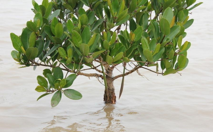 这4种植物真喜水,5种特别耐涝的植物