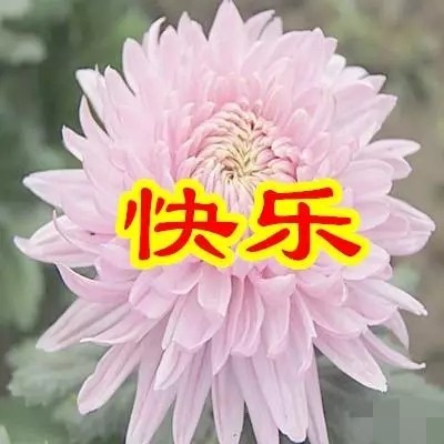 父亲节送给父亲什么花好,父亲节适合给爸爸送什么花
