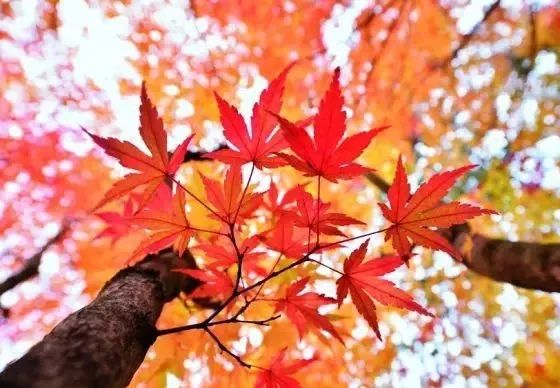 百年传奇尼康十大经典相机和镜头,尼康老相机镜头推荐