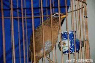 怎样让画眉鸟快速上性,如何让画眉鸟自己上嘴