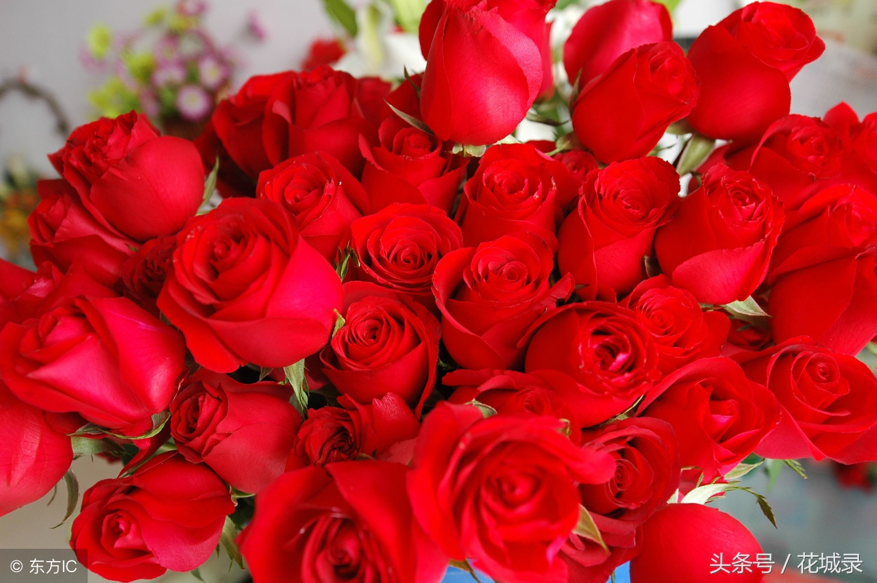 只知道母亲要送花而不知道父亲节也可以送花，快看看适合送的花吧