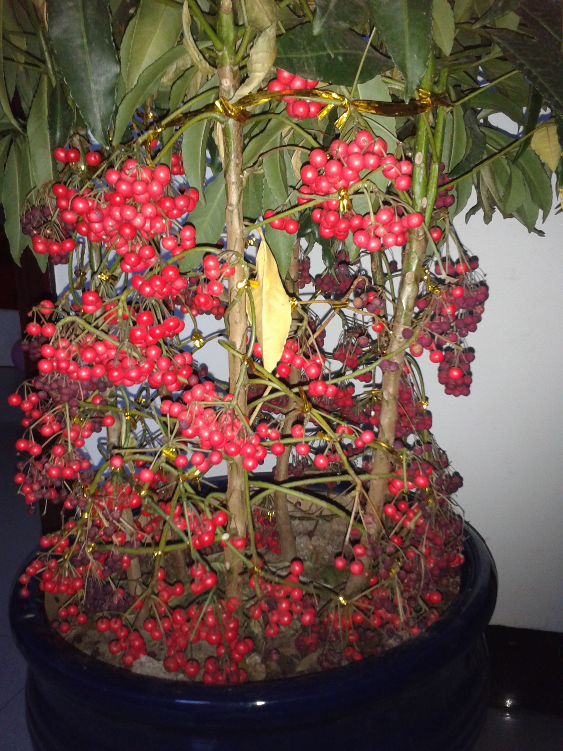 金玉满堂有什么讲究和禁忌,金玉满堂植物的意思和寓意