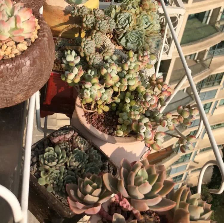 多肉如何度夏的方法,多肉夏天如何度夏