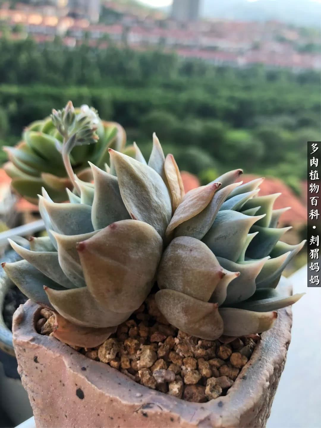 多肉如何度夏的方法,多肉夏天如何度夏