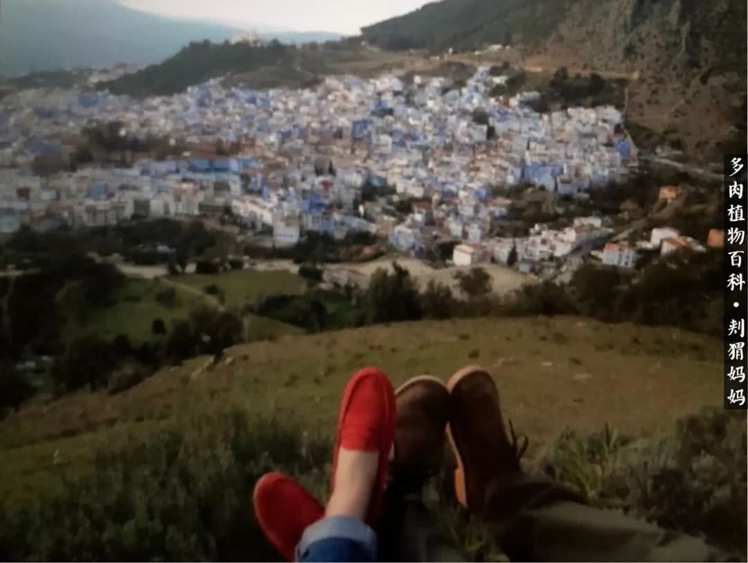 多肉如何度夏的方法,多肉夏天如何度夏