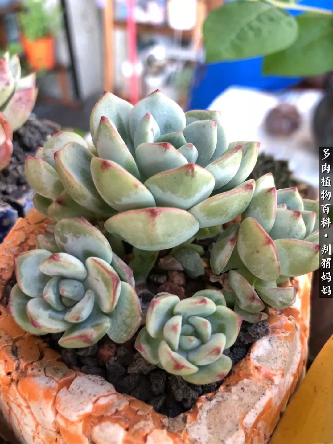 多肉如何度夏的方法,多肉夏天如何度夏