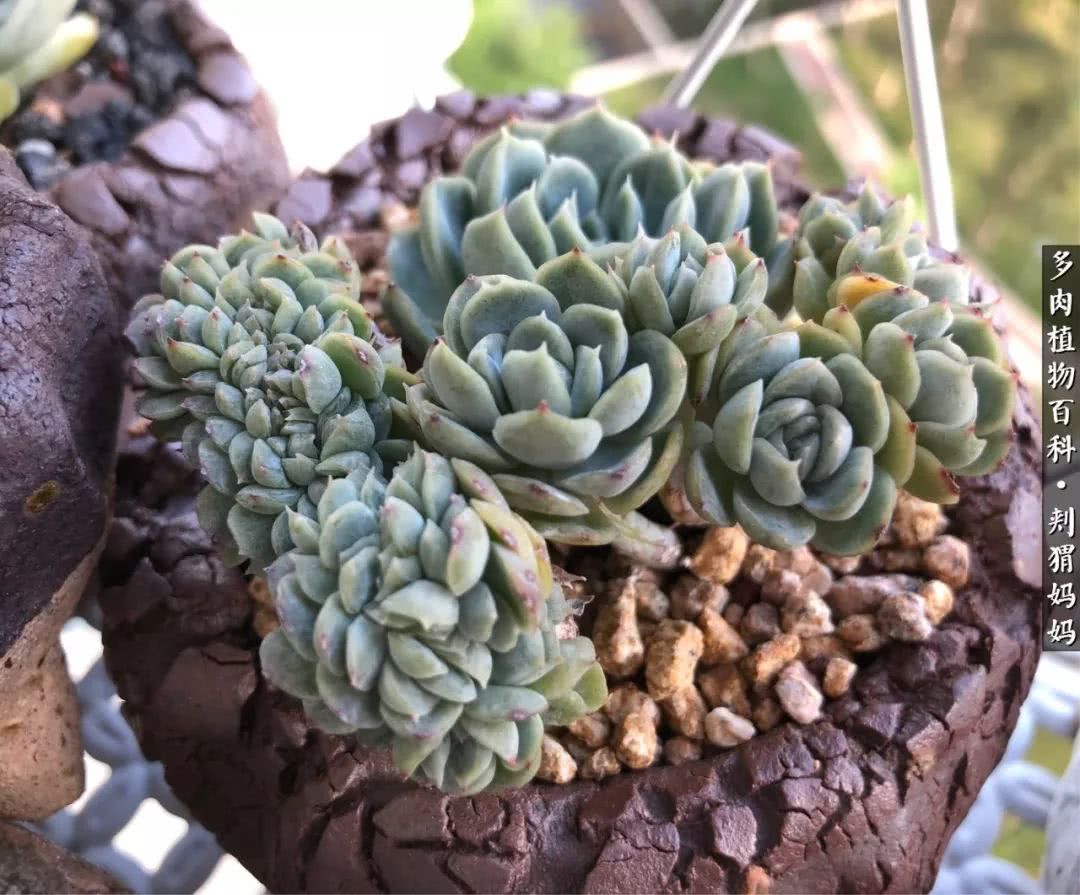 多肉如何度夏的方法,多肉夏天如何度夏