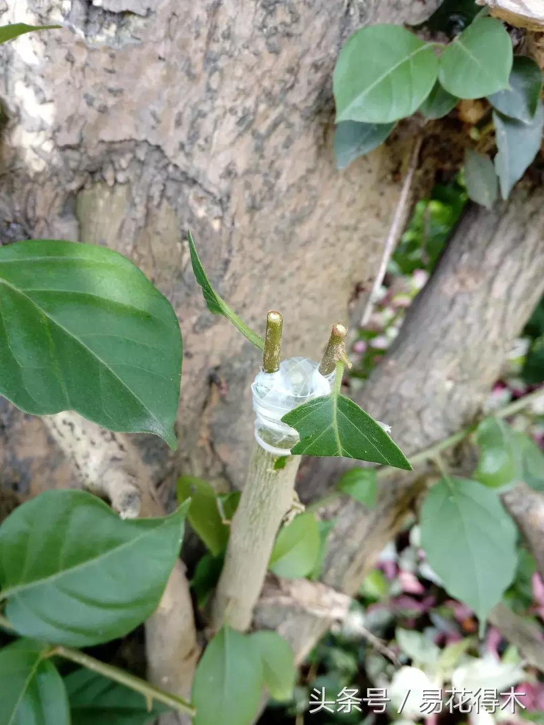 三角梅植物嫁接教程,多枝三角梅嫁接