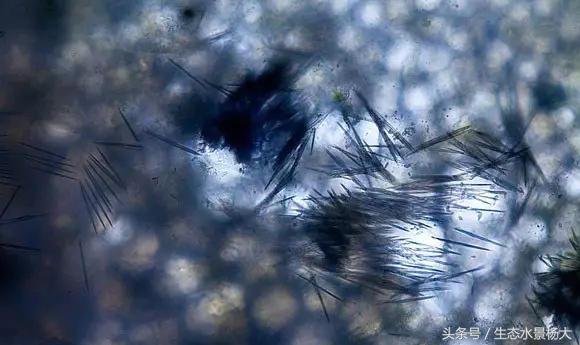 水草藻类对鱼有危害吗,水草过多对龙虾有害吗