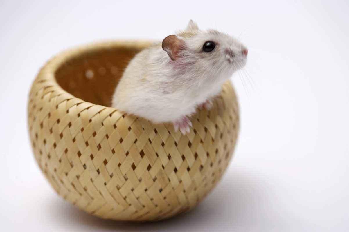 2024年走桃花运的生肖,2022年走桃花运的星座