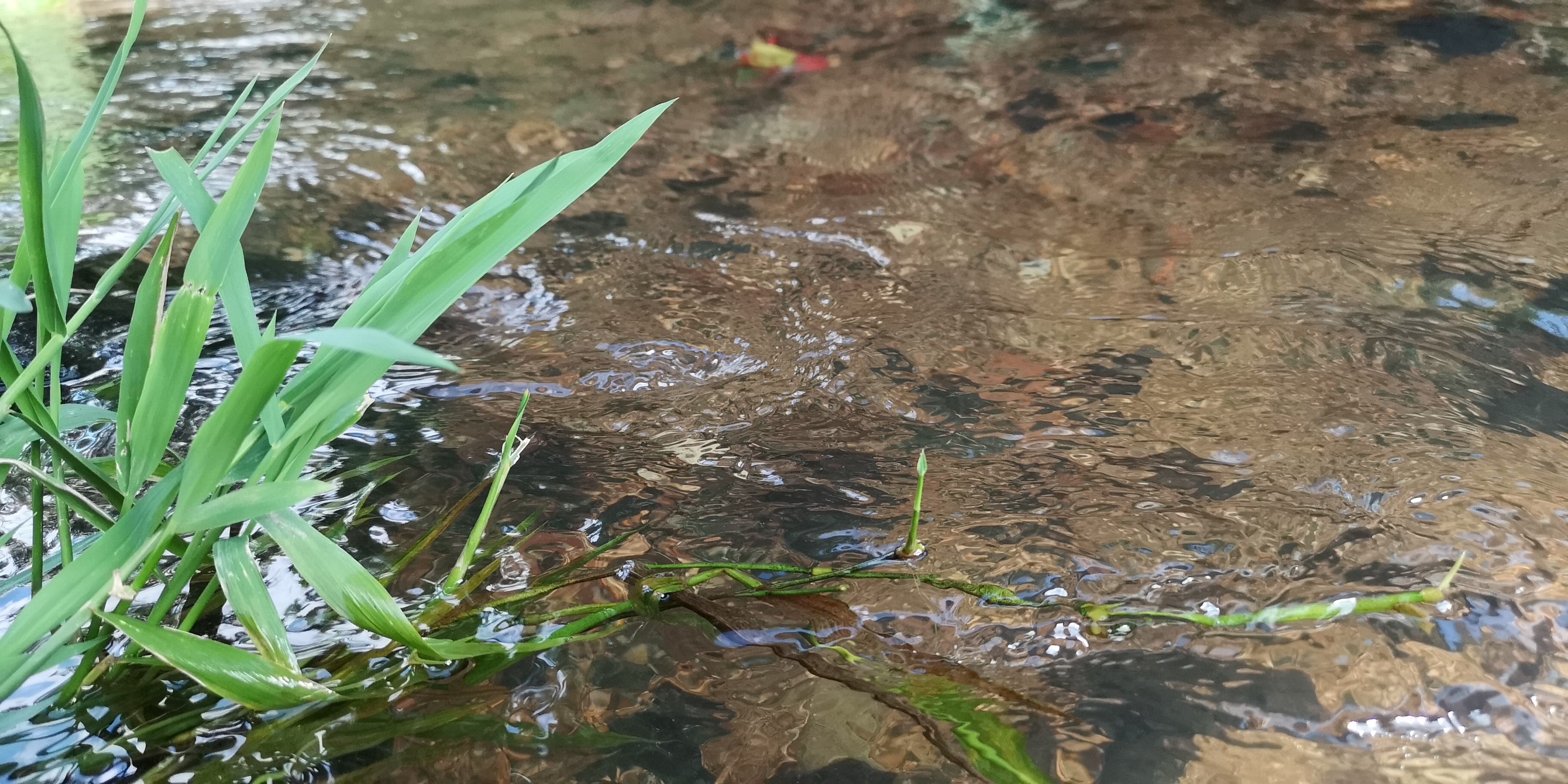 端午农家,民宿端午节美食