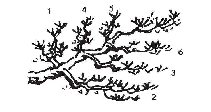 山丁子盆景修剪技巧,赤松景观树怎么修剪